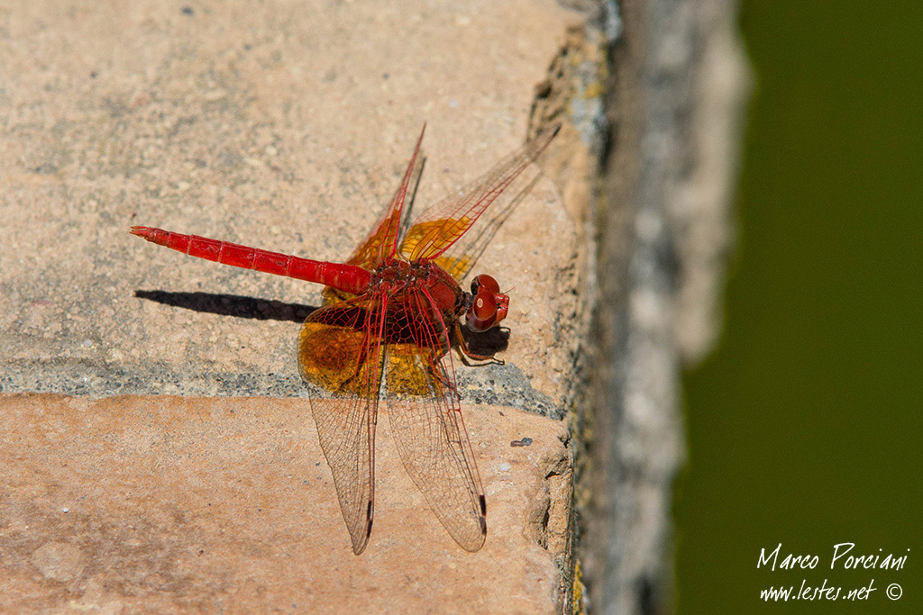 Trithemis kirbyi